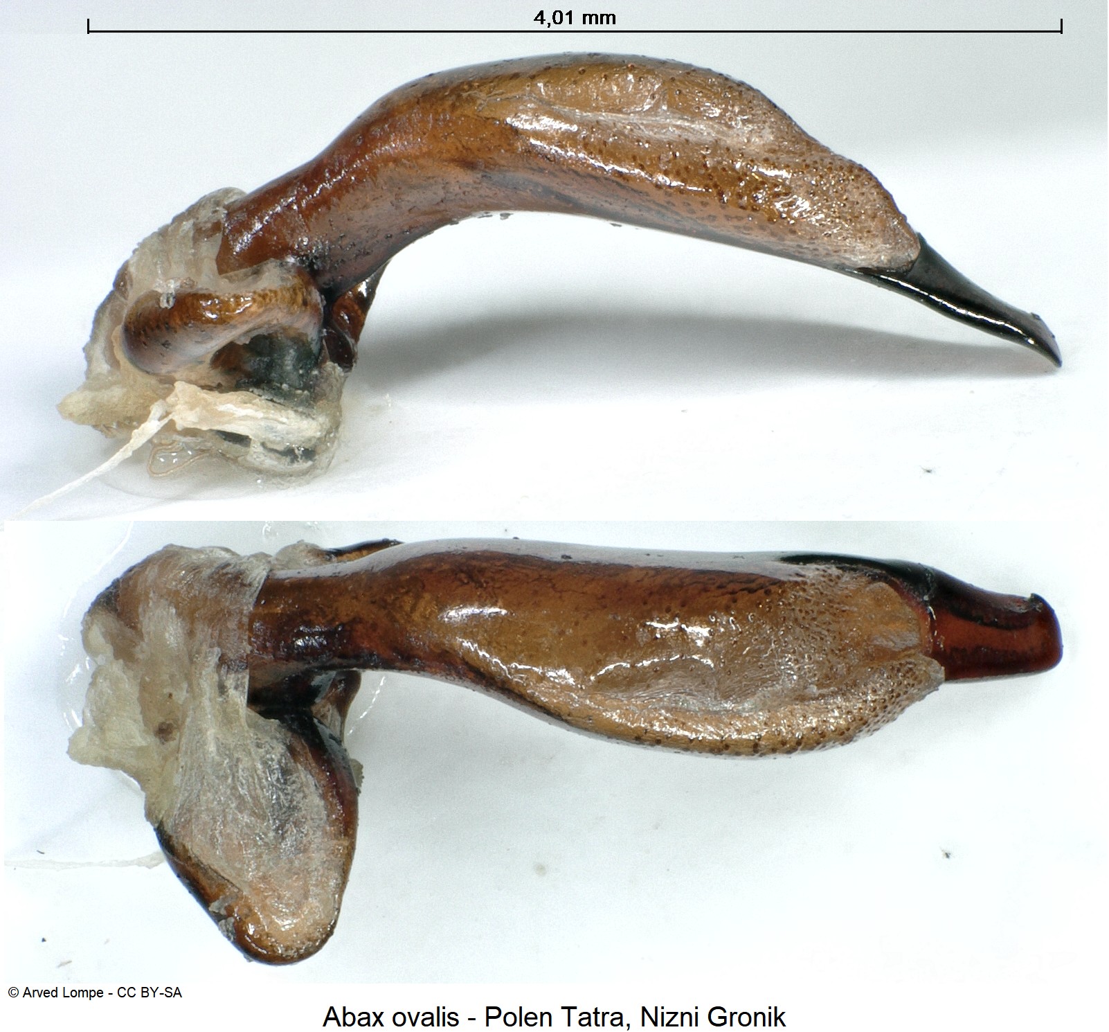 abax_ovalis_ck32723435.jpg