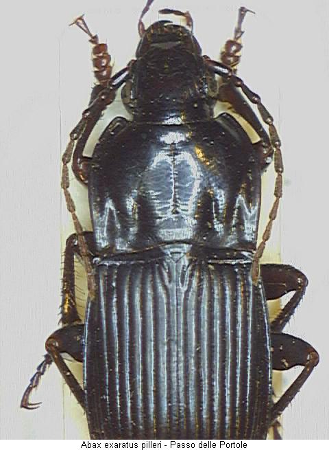 abax_pilleri_vk.jpg