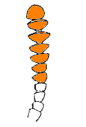 abb075.gif