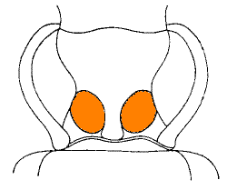 abb079.gif