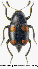 abb106.gif