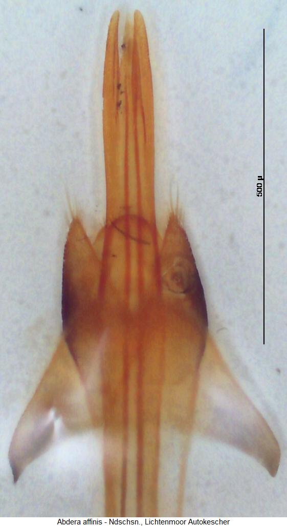 abdera_affinis.jpg