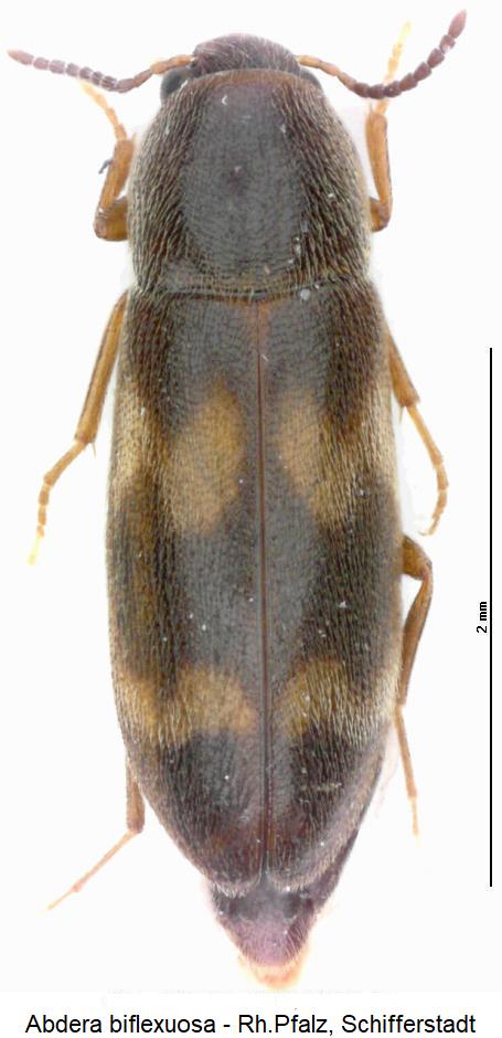 abdera_biflexuosa_hab.jpg
