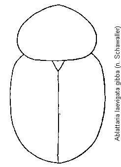 ablattaria_gibba_hab.gif