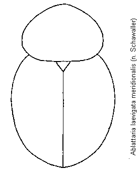 ablattaria_meridionalis_hab.gif