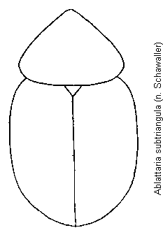 ablattaria_subtriangula_hab.gif