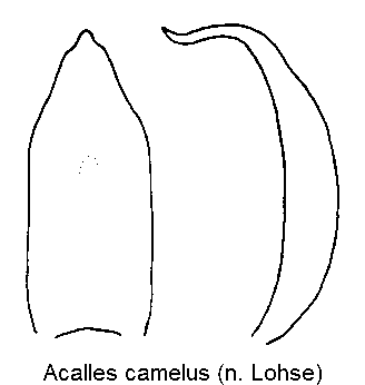 acalles_camelus.gif