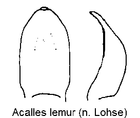 acalles_lemur.gif