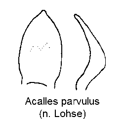 acalles_parvulus.gif