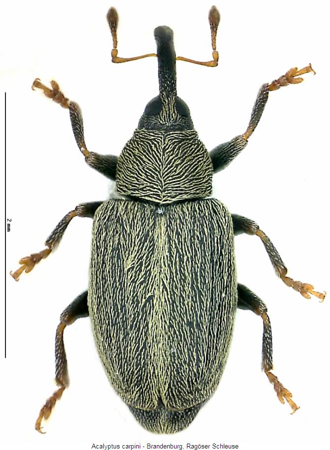 acalyptus_carpini_hab.jpg