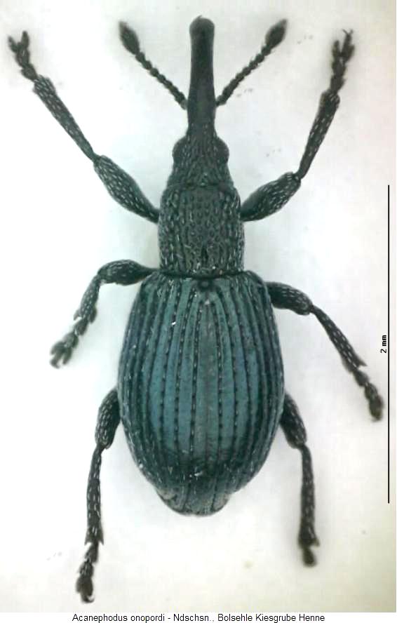 acanephodus_onopordi_hab.jpg