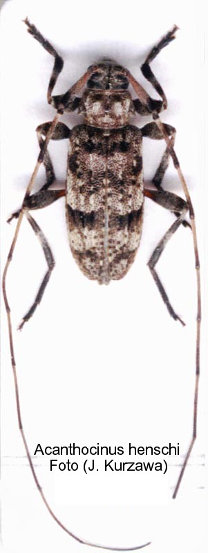 acanthocinus_henschi.jpg
