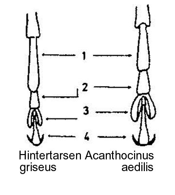 acanthocinus_hintertarsen.jpg
