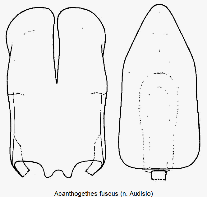 acanthogethes_fuscus.gif