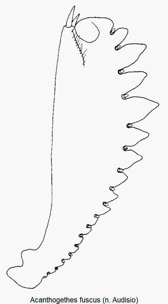 acanthogethes_fuscus_vschn.gif