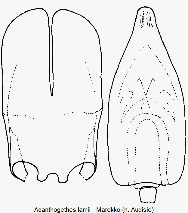 acanthogethes_lamii4.gif