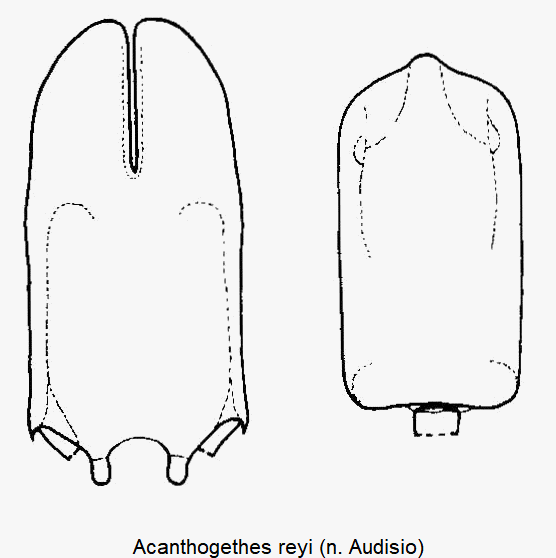 acanthogethes_reyi.gif
