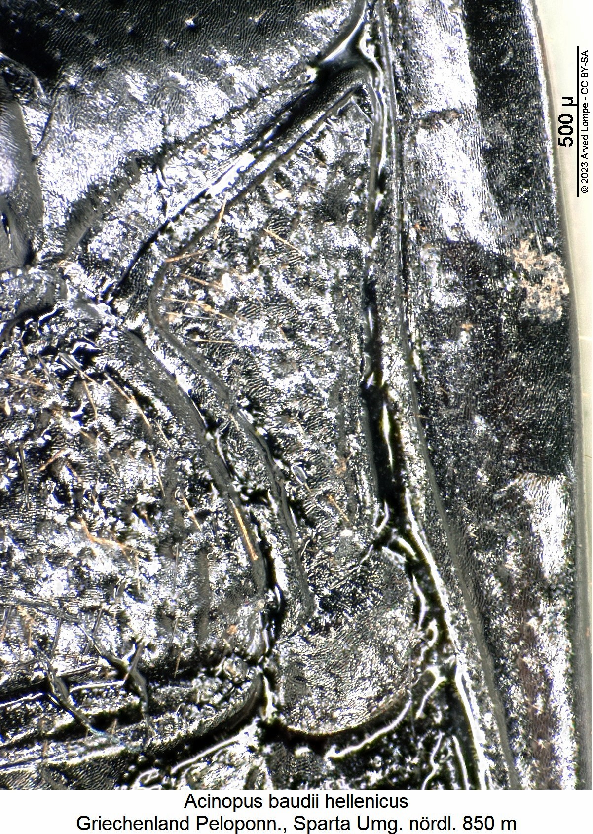 acinopus_hellenicus_hbr.jpg