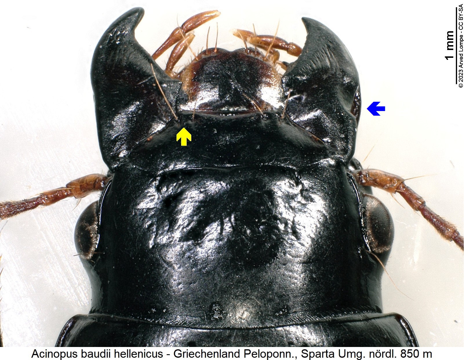 acinopus_hellenicus_k.jpg