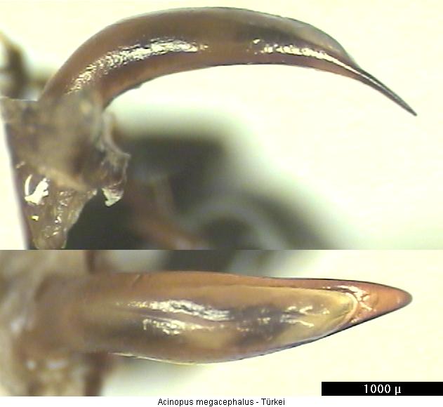 acinopus_megacephalus.jpg