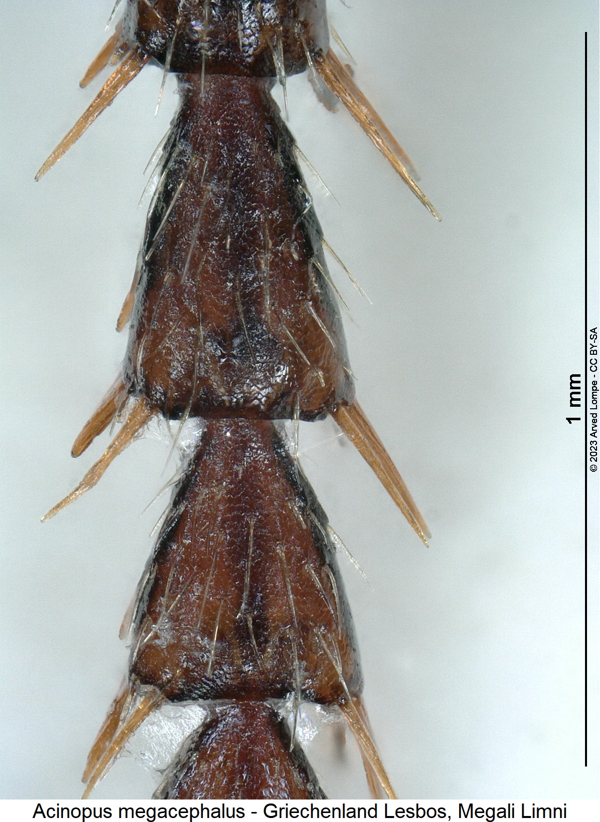 acinopus_megacephalus_htr.jpg