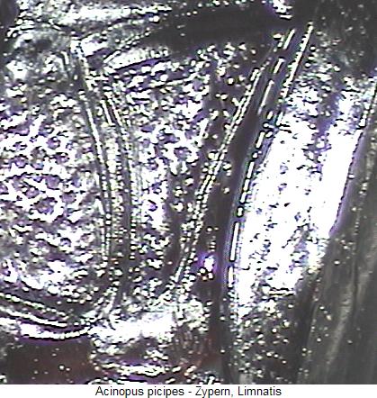 acinopus_picipes_mbr.jpg
