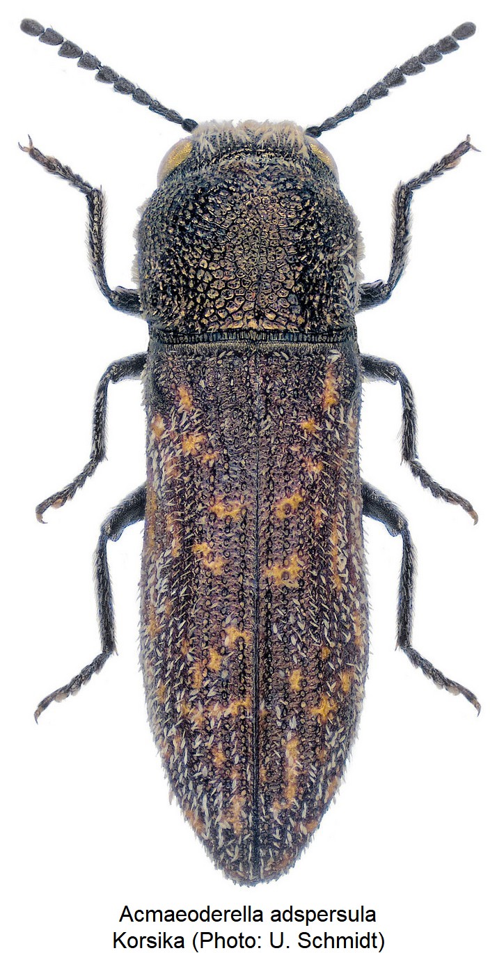 acmaeoderella_adspersula.jpg