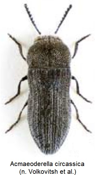 acmaeoderella_circassica_hab.jpg