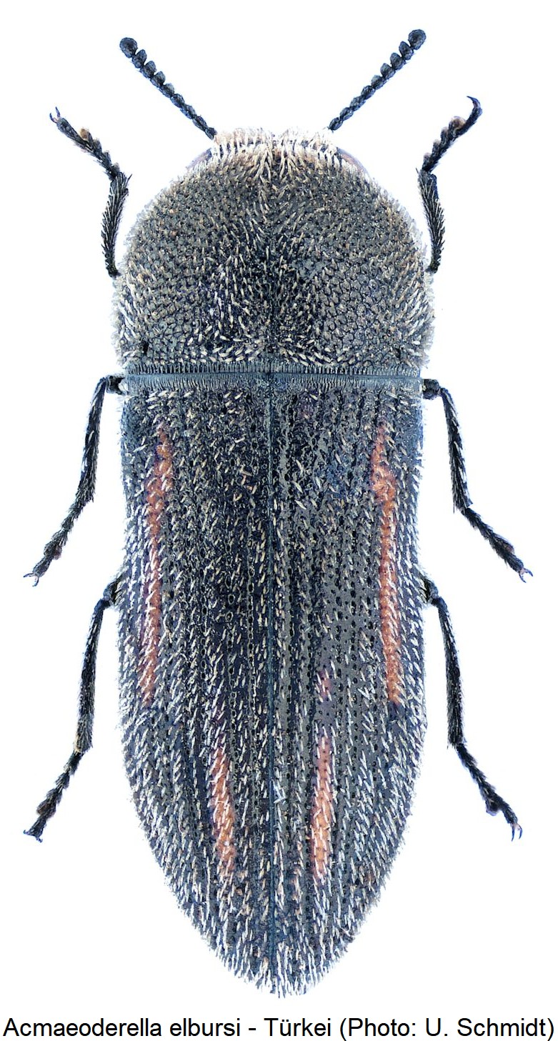 acmaeoderella_elbursi_hab.jpg