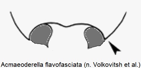 acmaeoderella_flavofasciata_hsch.jpg