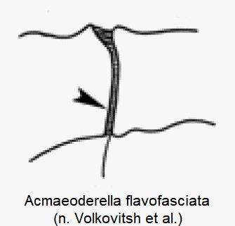 acmaeoderella_flavofasciata_hum.gif