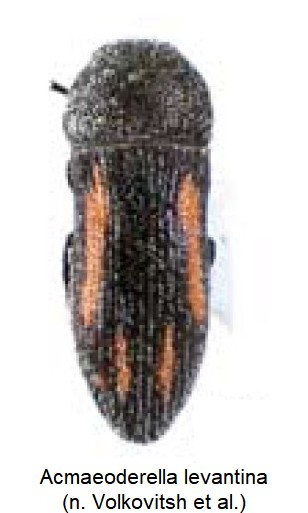 acmaeoderella_levantina_ck34306878_hab.jpg