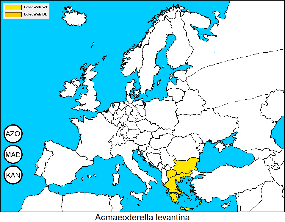 acmaeoderella_levantina_dis.gif