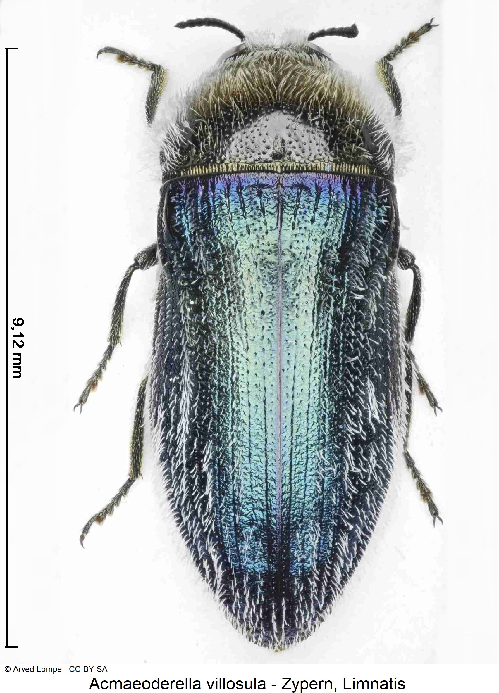 acmaeoderella_villosula_ck34306879_hab-1.jpg