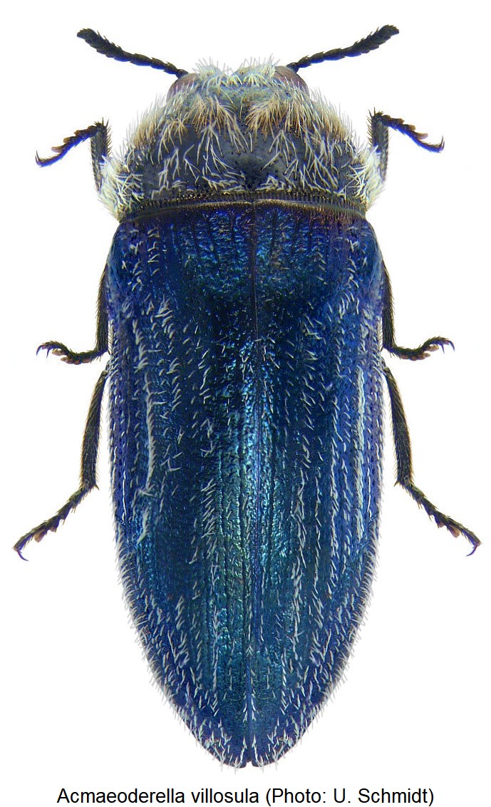 acmaeoderella_villosula_hab.jpg