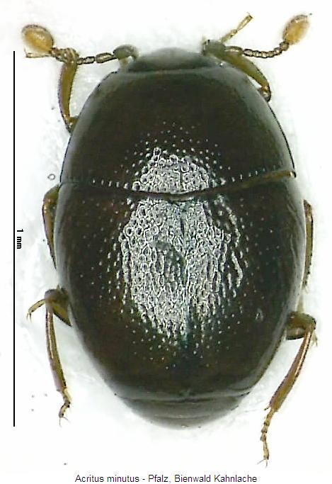 acritus_minutus_hab.jpg