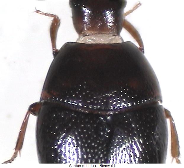acritus_minutus_vk.jpg