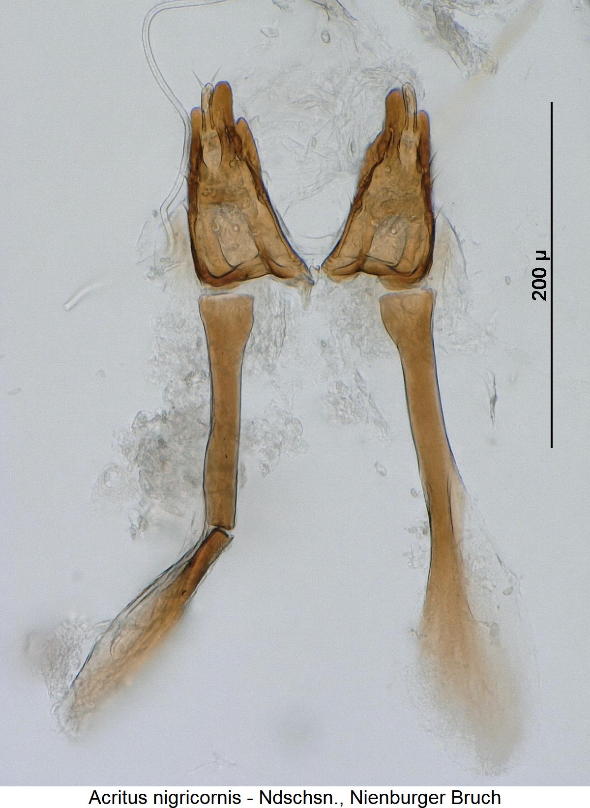 acritus_nigricornis_ovi.jpg