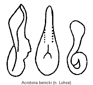 acrotona_benicki.gif