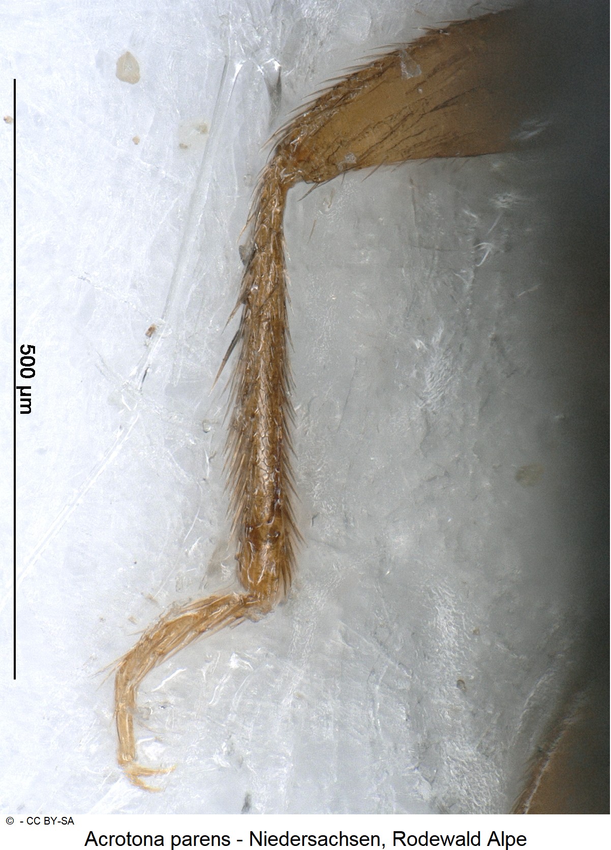 acrotona_parens_$30741709_mschn.jpg