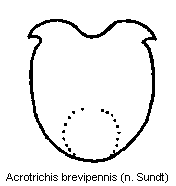 acrotrichis_brevipennis.gif
