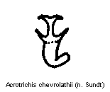 acrotrichis_chevrolathiisperm.gif