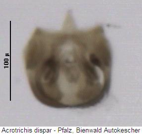 acrotrichis_dispar.jpg