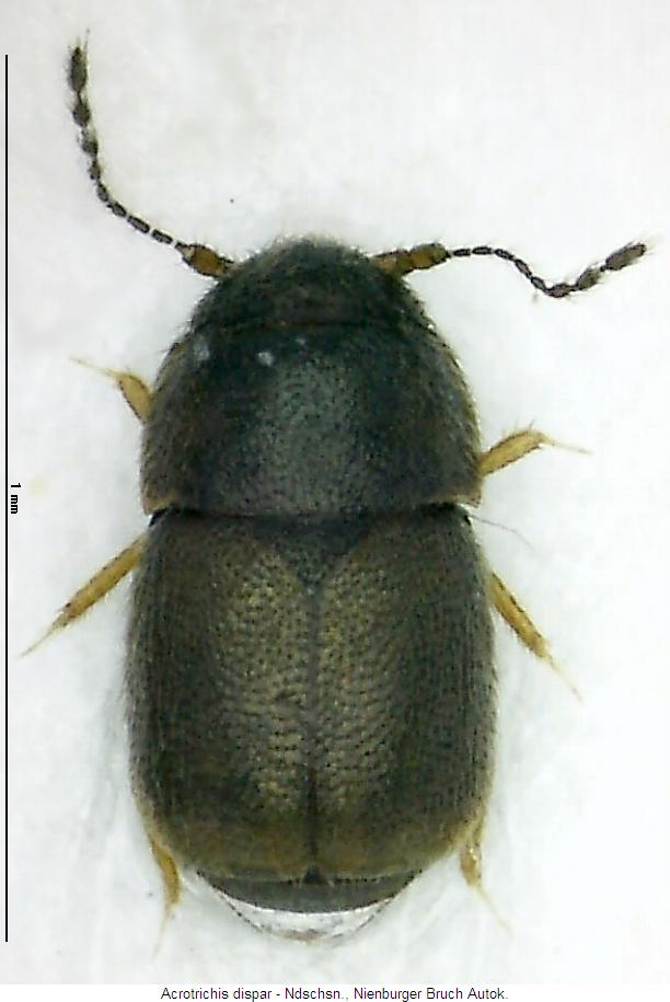 acrotrichis_dispar_hab2.jpg