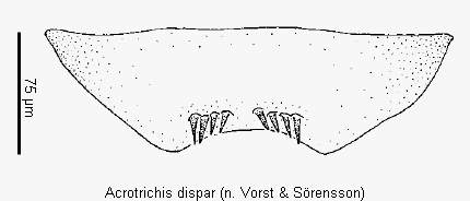 acrotrichis_dispar_ster.gif