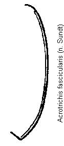 acrotrichis_fascicularis_hsch.gif