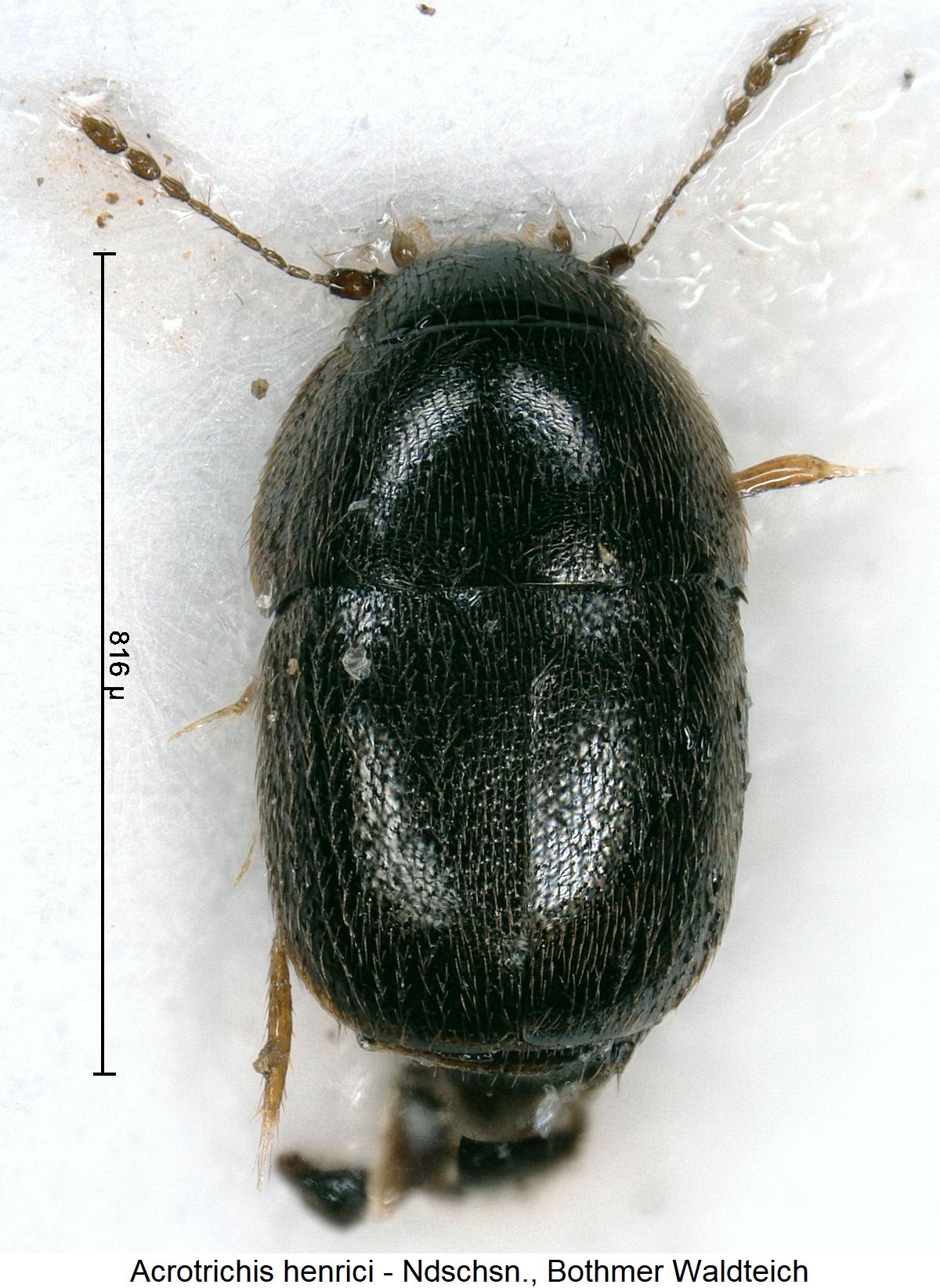 acrotrichis_henrici_hab.jpg
