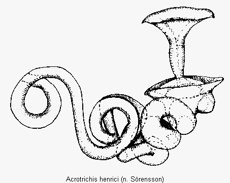 acrotrichis_henrici_sperm.gif