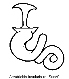acrotrichis_insularis_sperm.gif