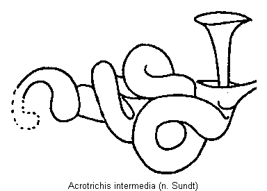 acrotrichis_intermedia_sperm.gif